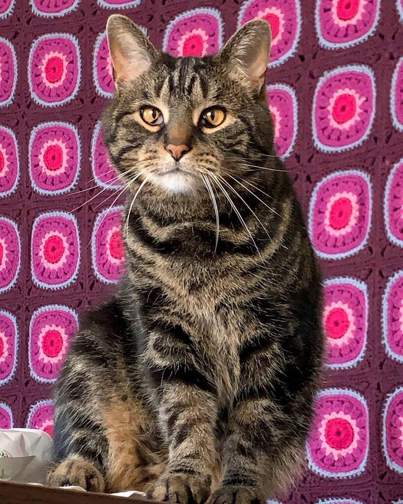 The star of the show. #Theothecat instagr.am/p/CqQzx2KpyPr/