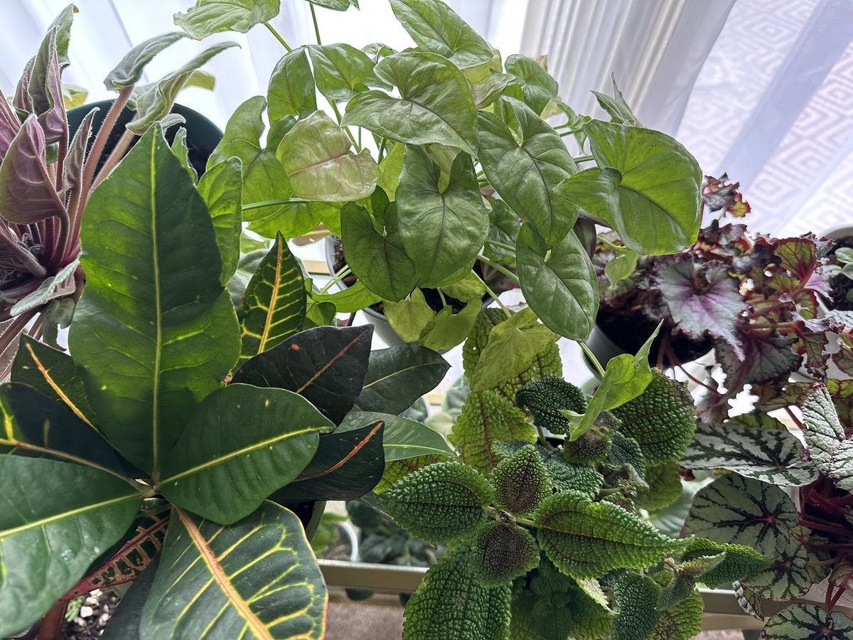 werewolf_soul's tweet photo. I had the best Sunday morning ever by checking, removing dead leaves, and admiring my plants while listening cool and amazing podcast @AiAppIntelPod @TheStrangeRoad @HoloskyPodcast https://t.co/PPsfOmKmPT