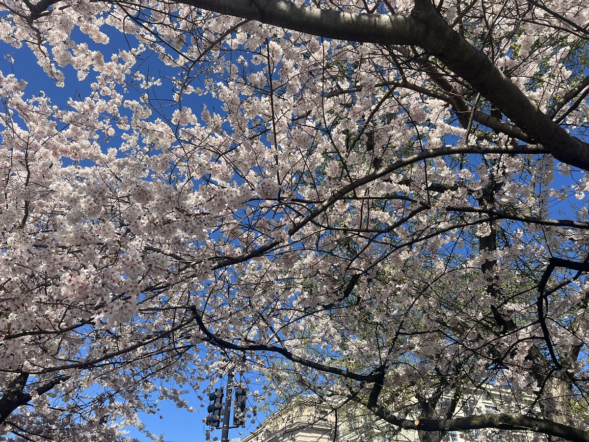 PEAK BLOOM
 🌸 @CherryBlossFest 🌸
#SpringItOn