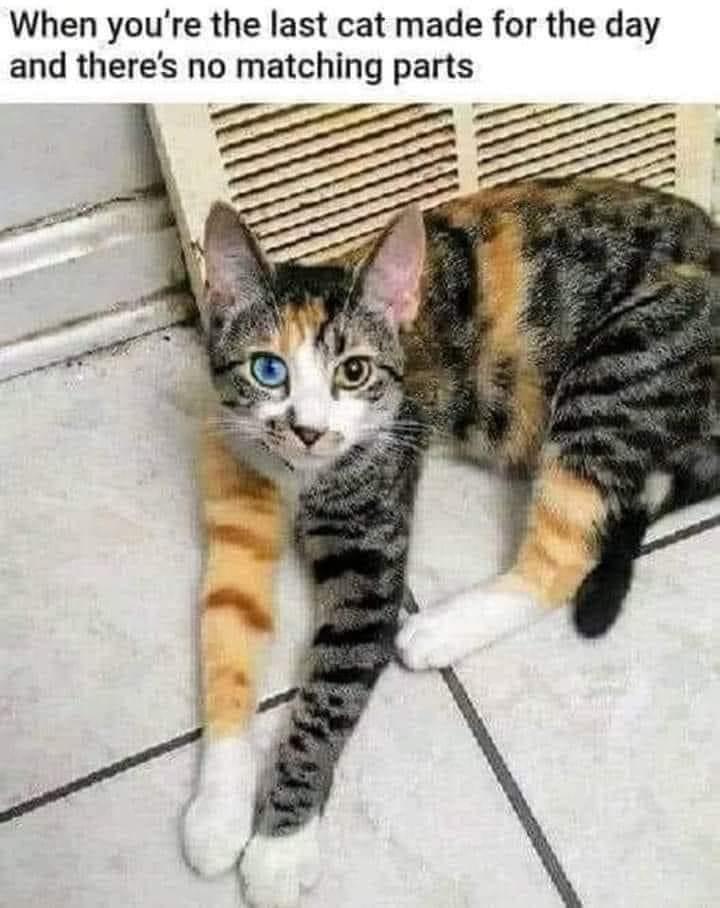 WholesomeMemes (@wholesomememe) on Twitter photo 