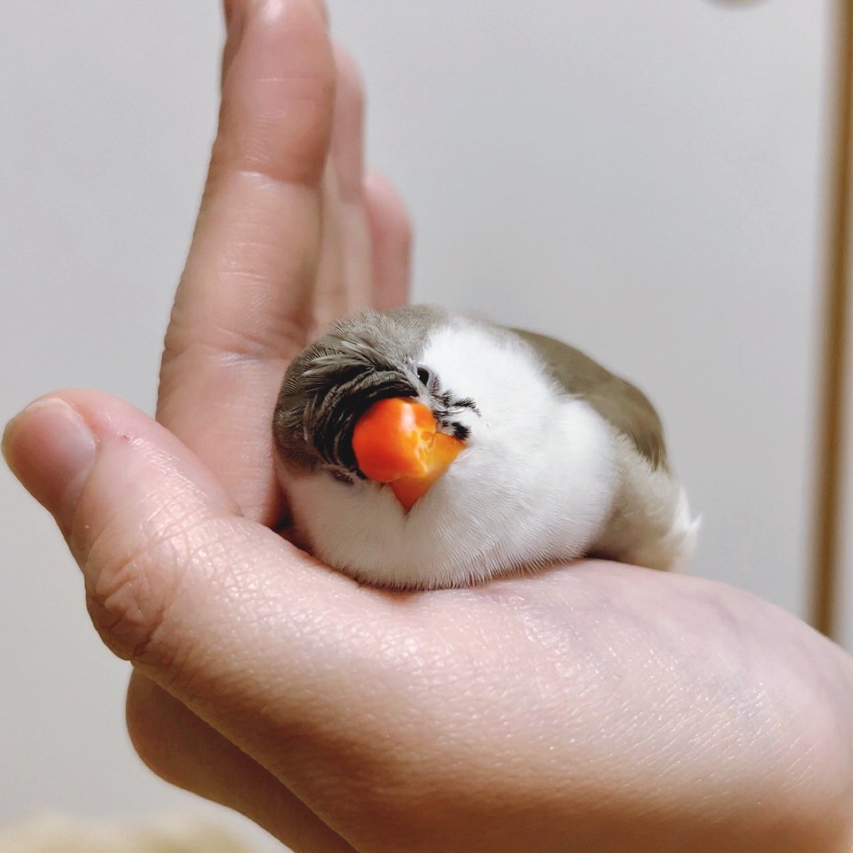 ChiroBuncho tweet picture