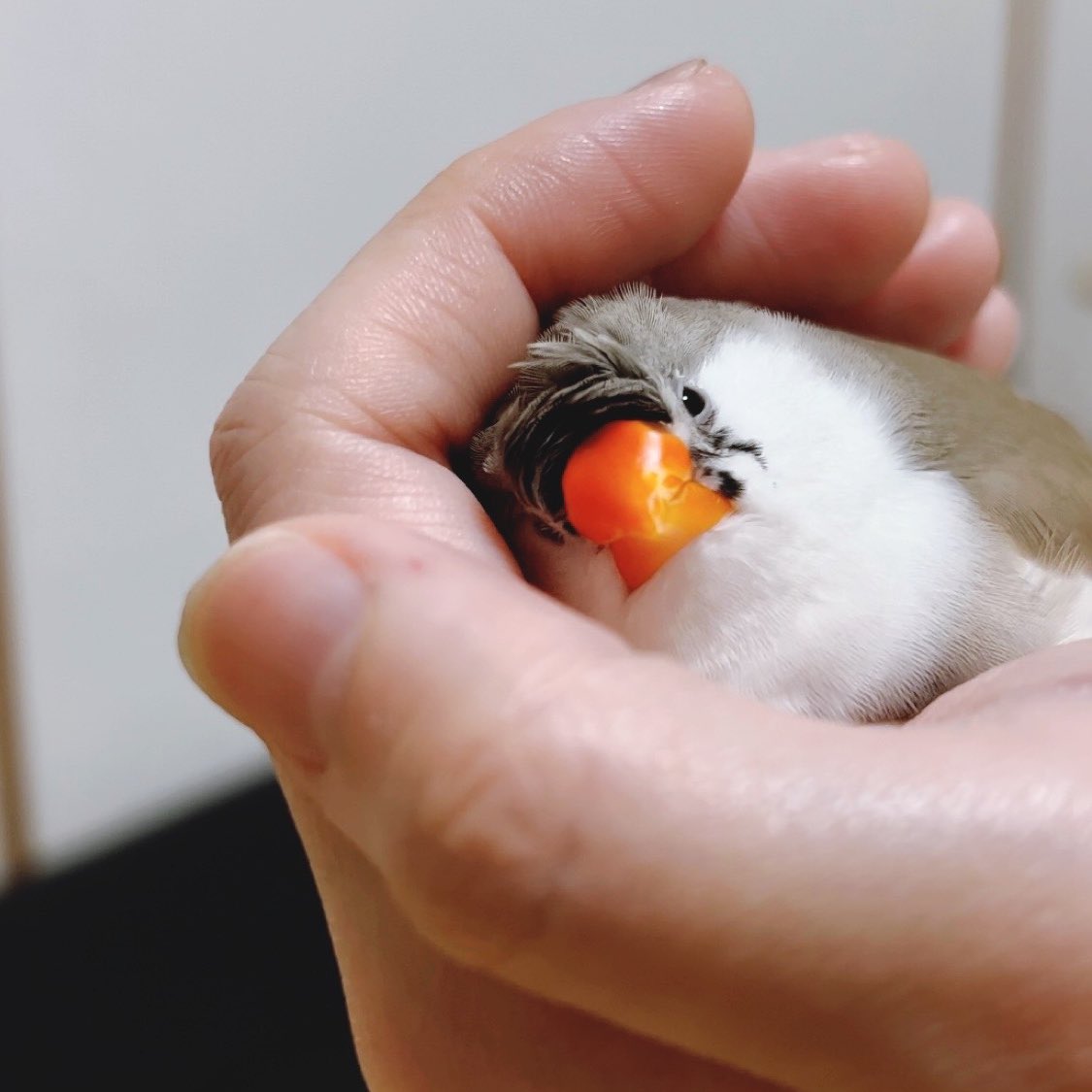 ChiroBuncho tweet picture