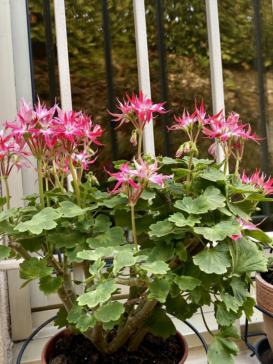春季花園的樣子：
*角菫，今年種的都是藍紫色系，這個藍色和黃色竟然還有互相染色的區域，太漂亮了，畫她！🎨
*溫柔的四季櫻草、天竺葵🌸

#garden #jardin #flowers #fleurs #spring #printemps #life #beautiful #joyful #春季花園 #花園 #花 #ガーデン #春 #お花 #美しい #楽しい