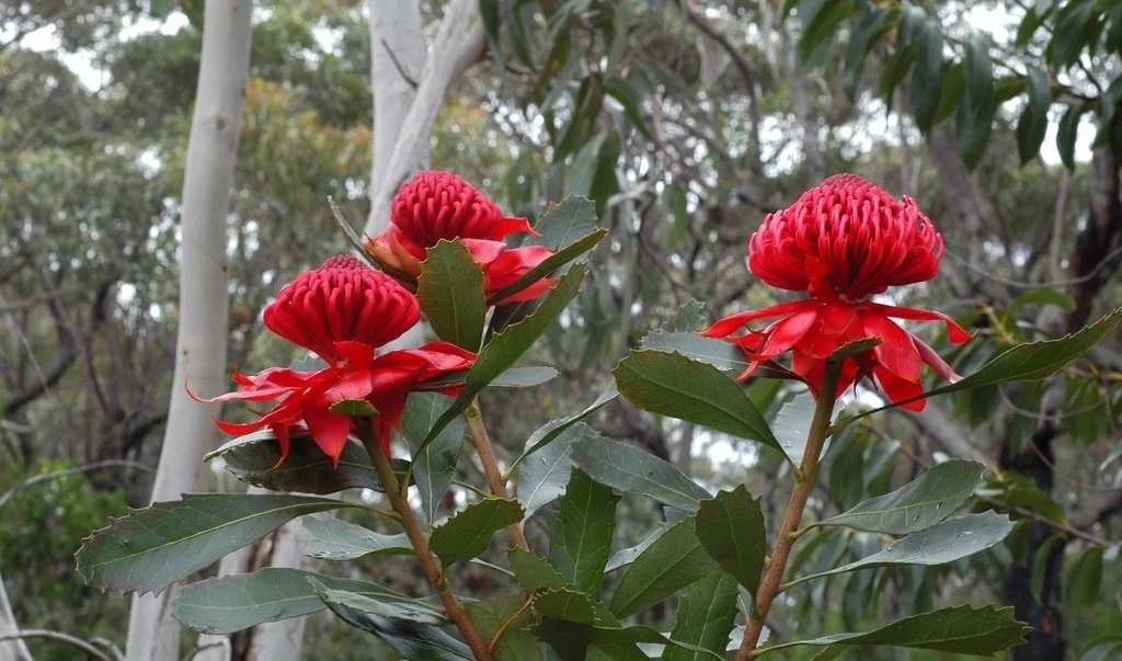 BrookeOsten's tweet photo. @Terra_Nil The first plant that comes to mind... the Waratah. https://t.co/YdJ2CG2YJR