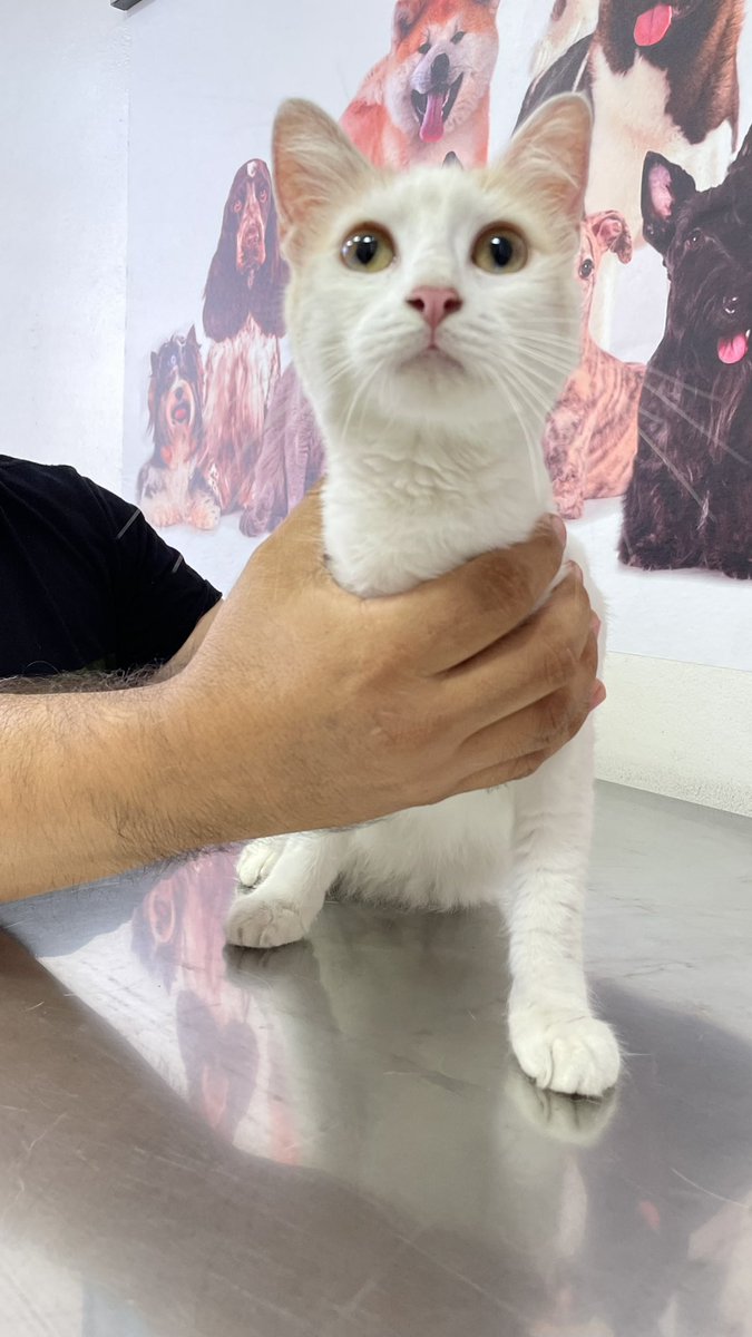 CeciliaBrozovic's tweet photo. Hoy fui testigo de un acto de crueldad! Un hombre abandonó una gatita en plena Av Brasil, la pobrecita estaba aterrada arrinconada a una pared, maullaba fuerte! Paré la recogí y bueno ahora está en una vet. 
Necesita ser adoptada yo ya tengo 2 gatos! Porfavor un rt https://t.co/Soy64Ek1ra