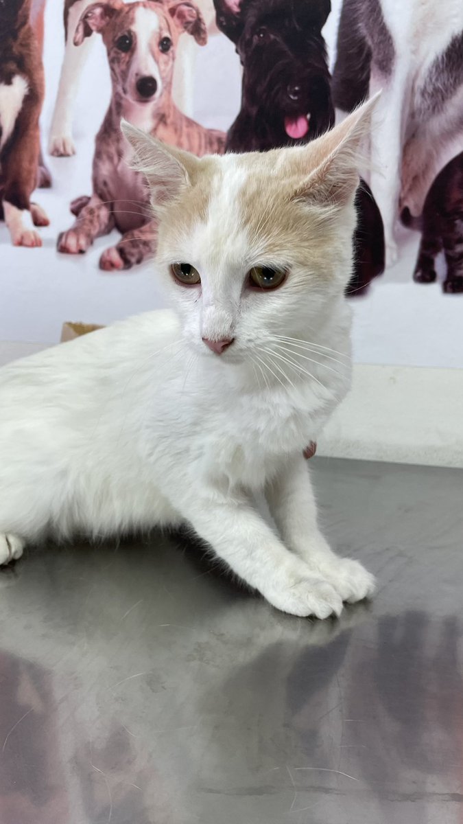 Hoy fui testigo de un acto de crueldad! Un hombre abandonó una gatita en plena Av Brasil, la pobrecita estaba aterrada arrinconada a una pared, maullaba fuerte! Paré la recogí y bueno ahora está en una vet. 
Necesita ser adoptada yo ya tengo 2 gatos! Porfavor un rt