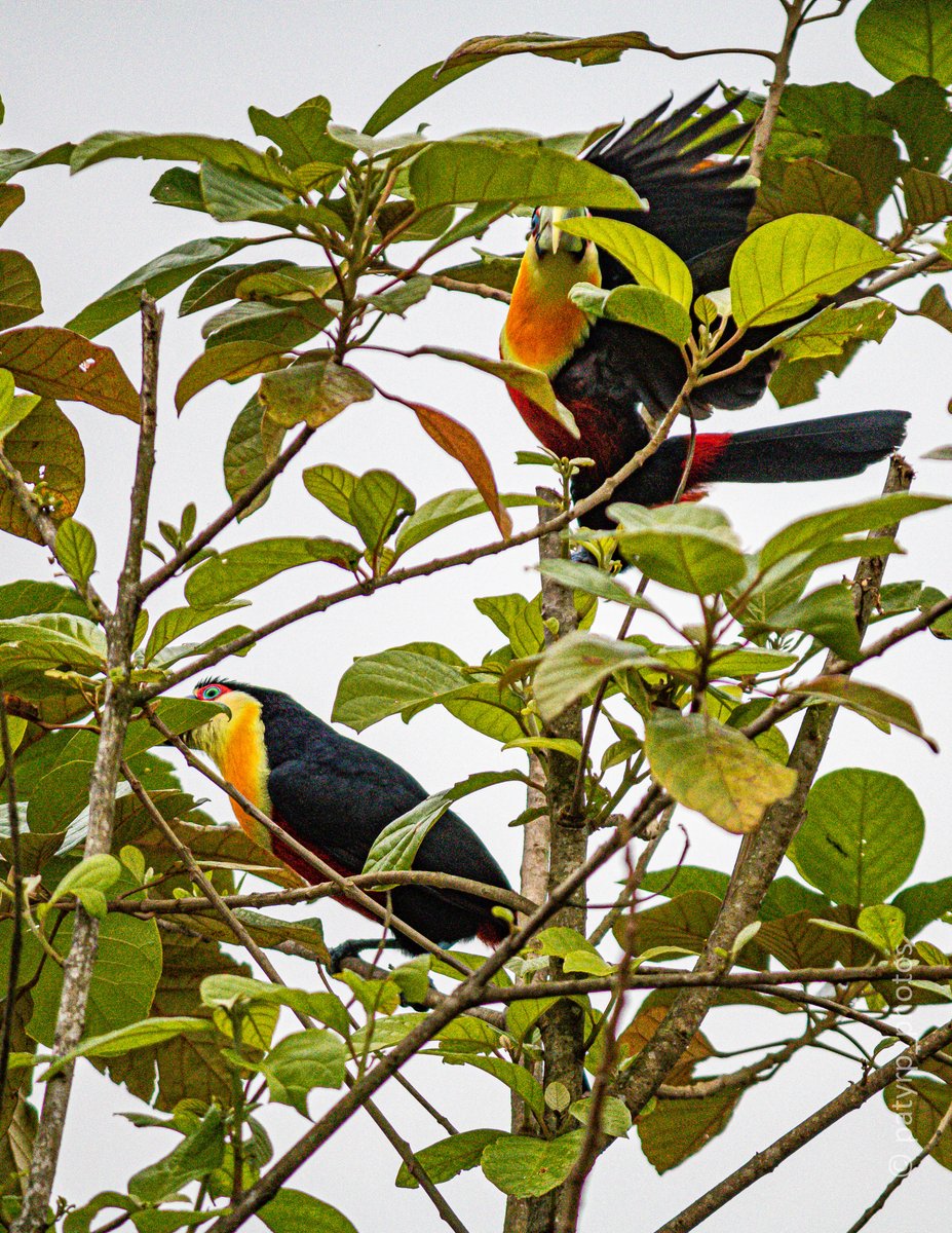 patysrp's tweet photo. Dia desses, no meu jardim...Tucano-de-bico-
verde

#tucano #tucanodebicoverde #tucan #faunabrasileira #aves #bird #natureza #naturephotography #canonbr #canonzoomin #canonzeira #canoncollective #canoncollege #natgeobrasil #santacatarina #jaraguasualinda #natgeobrasil https://t.co/NAQwqKt5na