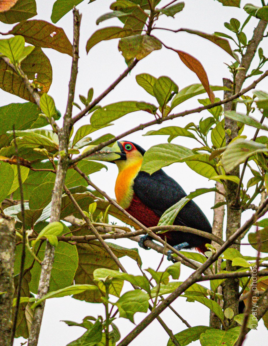 patysrp's tweet photo. Dia desses, no meu jardim...Tucano-de-bico-
verde

#tucano #tucanodebicoverde #tucan #faunabrasileira #aves #bird #natureza #naturephotography #canonbr #canonzoomin #canonzeira #canoncollective #canoncollege #natgeobrasil #santacatarina #jaraguasualinda #natgeobrasil https://t.co/NAQwqKt5na