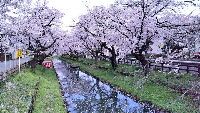 アニメ「月がきれい」　桜の季節に回収。今回の旅の目標達成。遠征時期もピッタリハマった。秒速5センチメートルの景色。 