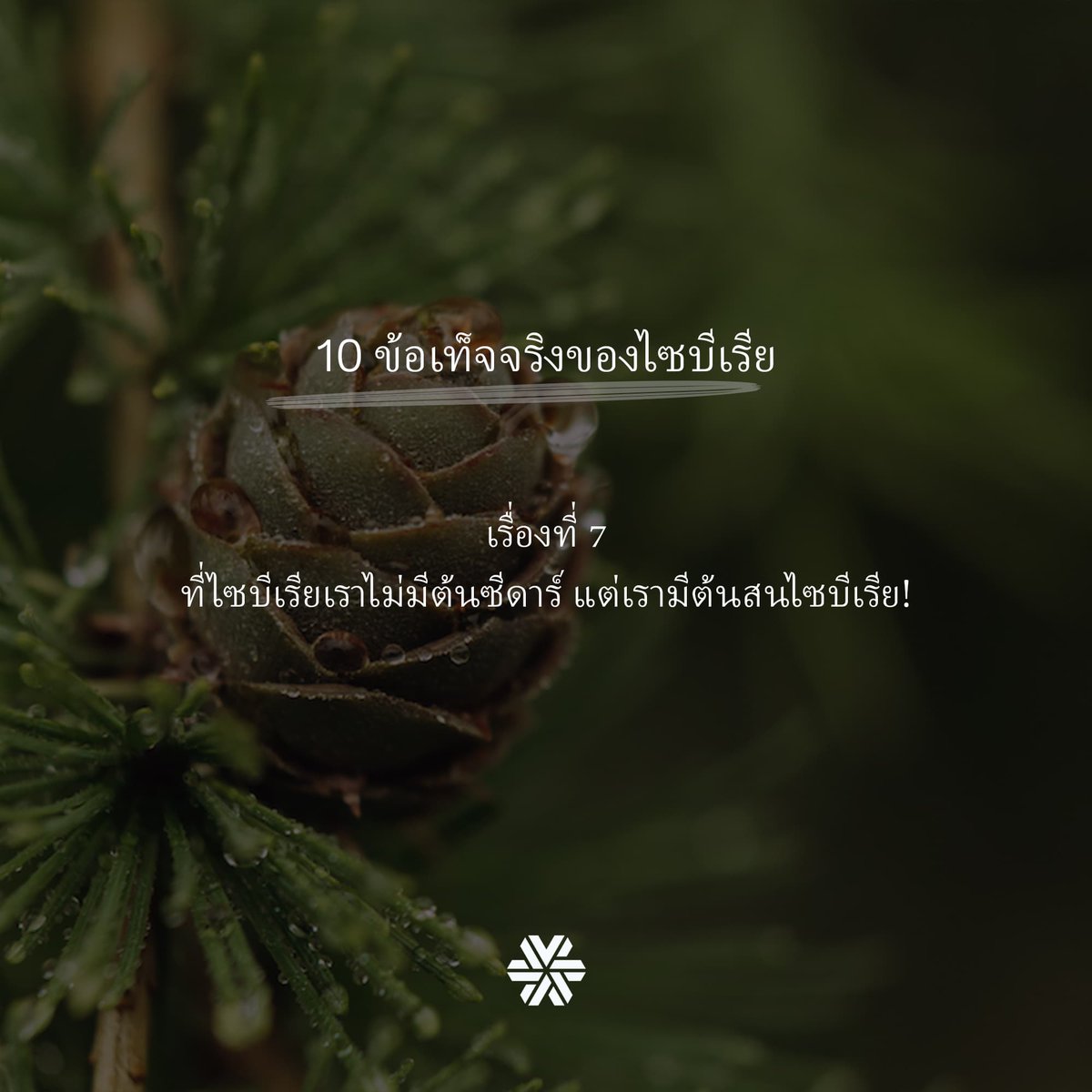 SibwellnessThai's tweet photo. ❄️ #7thFact ❄️#CedarWood ที่ #ไซบีเรีย จะรู้จักกันในนาม #ต้นสนไซบีเรีย ซึ่งเป็นอีกหนึ่งส่วนผสมจากธรรมชาติ ที่เรานำมารังสรรค์ผลิตภัณฑ์ #ไซบีเรียนเวลสเนส เพื่อส่งมอบความงาม และสุขภาพที่ดีให้กับผู้คนทั่วโลกนั่นเองค่ะ
#SiberianWellness #SiberianWellnessThailand #Siberia #GoodToKnow https://t.co/7L3WWOCcbr