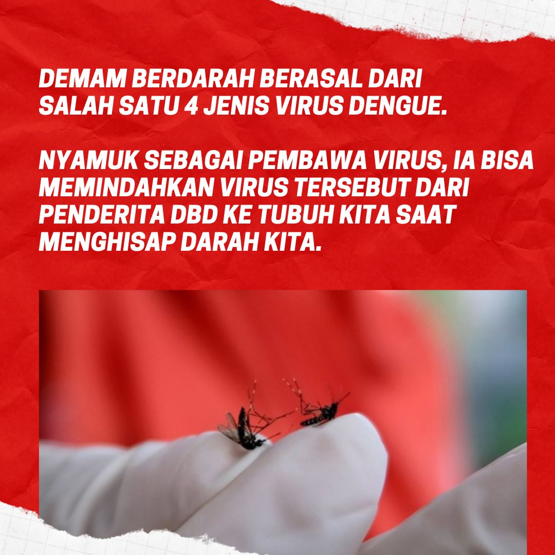 Sekarang lagi musim pancaroba , hati2 dengan penyakit DBD ya sobat....

#AwasDigigitNyamuk
Semua Lawan DBD