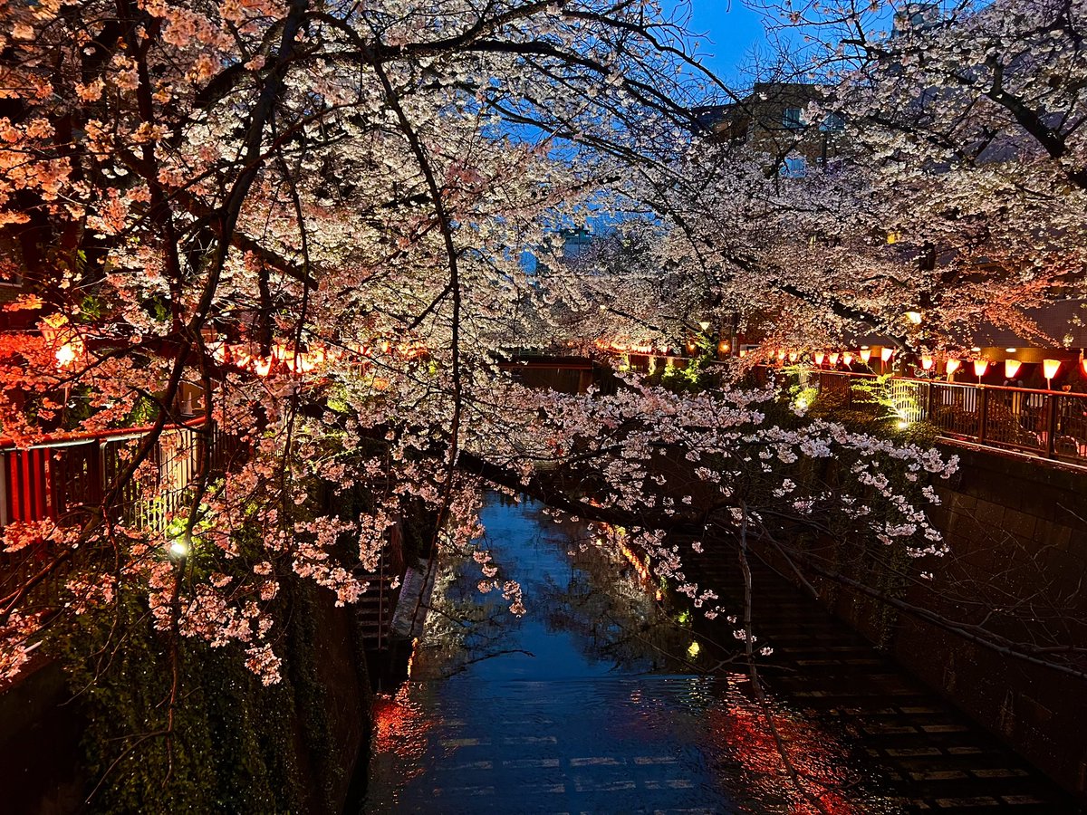 「今年は忙しがっててぜんぜん行けていない目黒川の桜。木の老化で剪定が計画されるらし」|おかざき真里のイラスト