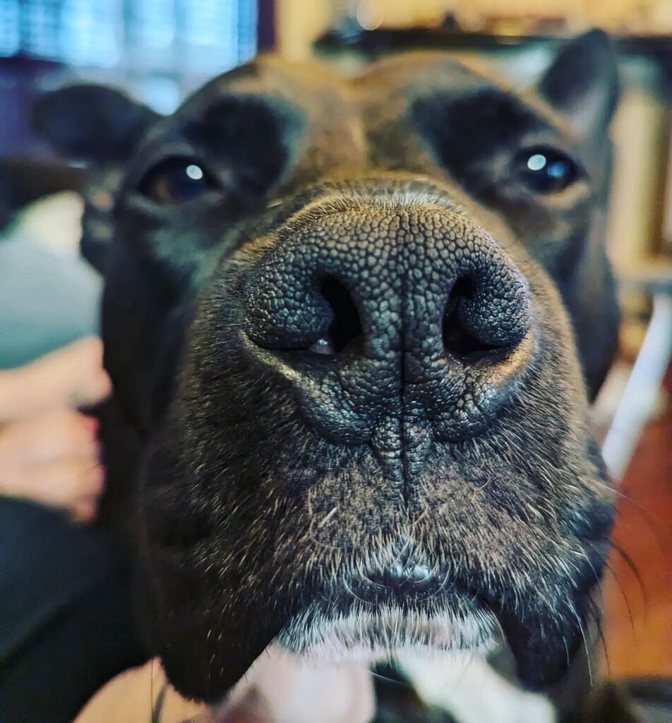 DinhDance's tweet photo. Boop! https://t.co/Gjke28e8In https://t.co/gflVH56M8Y
