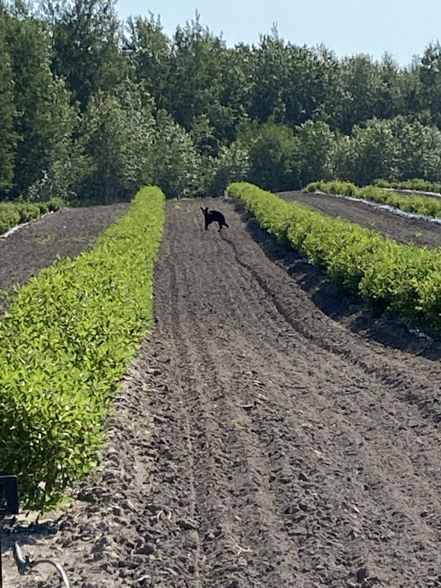 KTKHaskap's tweet photo. Sometimes we get some unwanted visitors in our Haskap orchard. If you can ID this one, comment below and you will be entered to win one of four $25 coupons for Haskap berries redeemable this summer at KTK Haskap. #visitor #orchard #loveHaskap https://t.co/1SiCk9nI3s