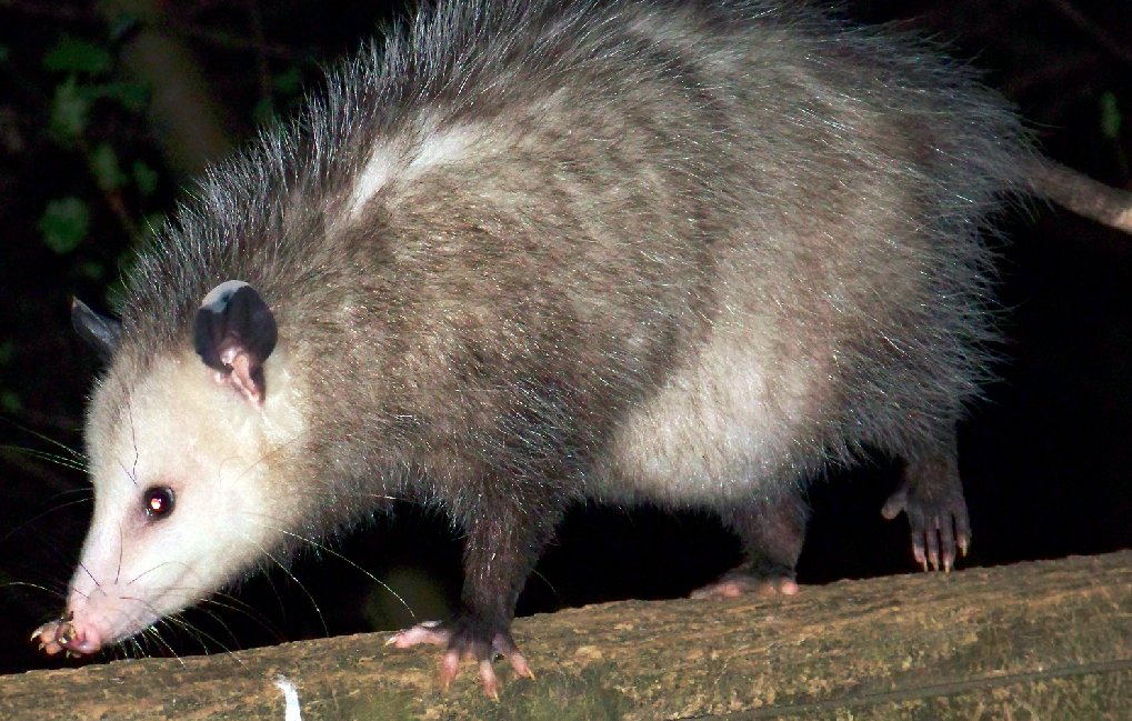 Full pouch, babies on board! This mom is hungry and hunting for food night and day.

#Opossums are smart, clean, tick-devouring machines. They eat other garden pests and even venomous snakes. It's extremely rare for one to have rabies. They're the best! #BackyardWildlife #Nature