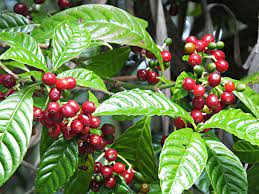 CurableSmoothie's tweet photo. Beware of Coffee Side Effect of Speeding Up of #BoneDensityLoss in #Menopause https://t.co/FHt9fLO2kp https://t.co/TGOnCuYPgY