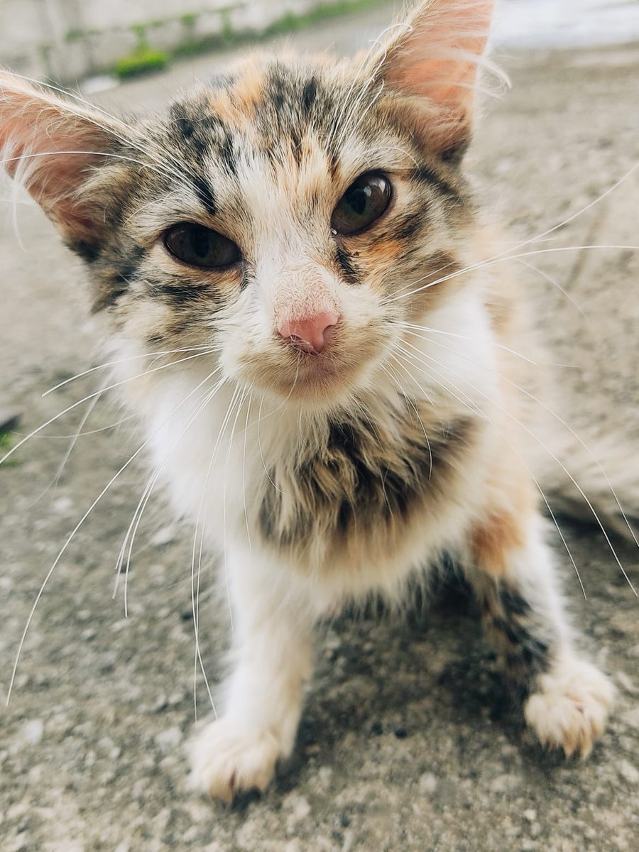 AmandyMacedo's tweet photo. Buenos días vecinos encontré a esta gatita bb camino a cocotog, si alguien desea adoptarla por favor comunicarse al 0998371747, necesita un hogar 🥺🙏 #Comparte #AyudaAnimal
#amigostar unidos https://t.co/XIZ9IOxXfW