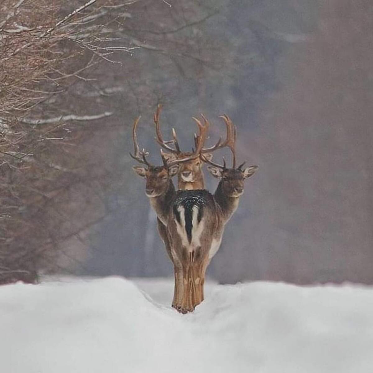 This is from Sir David Attenborough’s Facebook  post, captured by Renatis  Jakatis  in Lithuania, this has not been photoshopped, true image.