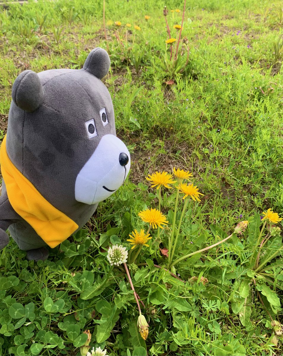 joekun_ichijo's tweet image. 質問です！

「今年も春が来たなぁ」と感じる瞬間は？

いいね：たんぽぽを見かけた時
RT：そろそろ床暖房切ろうかな？と思った時

#春がきた #springhascome #一条工務店 #ジョーくん