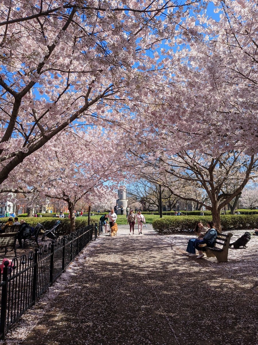 Cherry Blossom Sundays 🌸