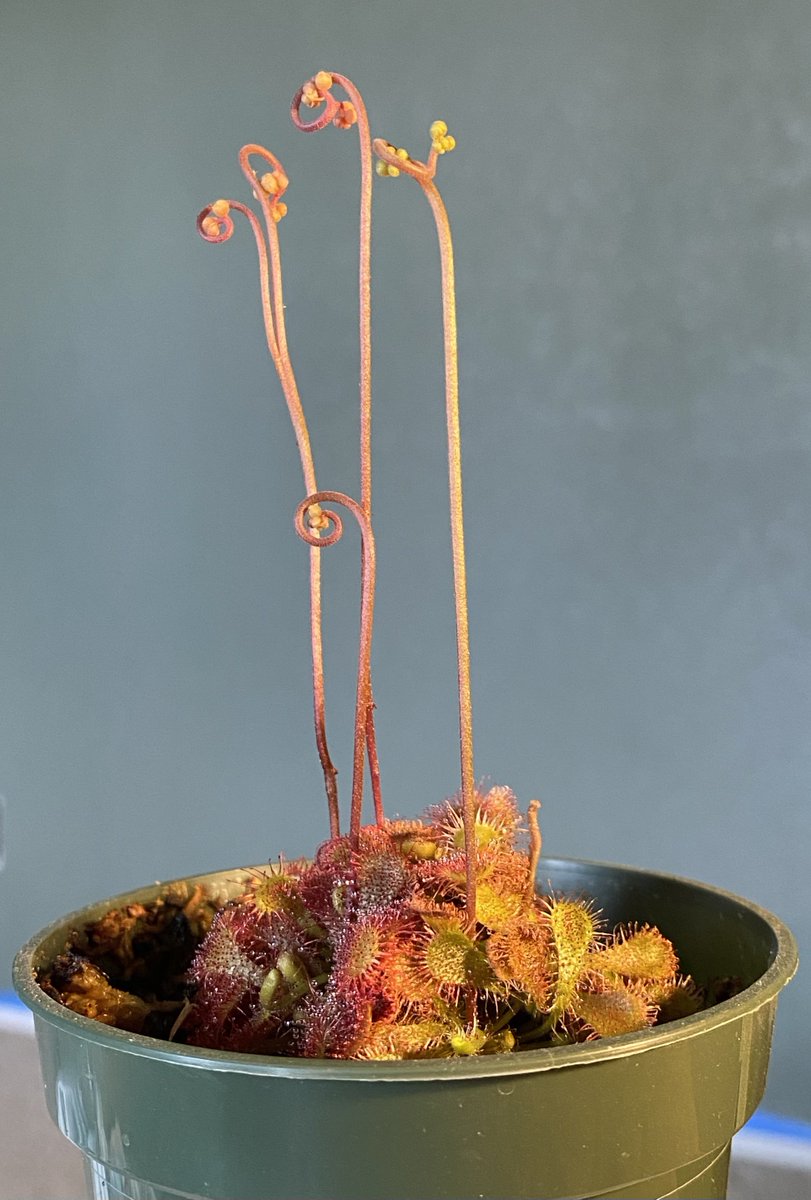 TheeLonePine's tweet photo. The flower stalks are growing taller and the buds are still closed. The tallest is about 4” inches/10cm from the sticky feeding leaves below. https://t.co/fxdhBV6SEX