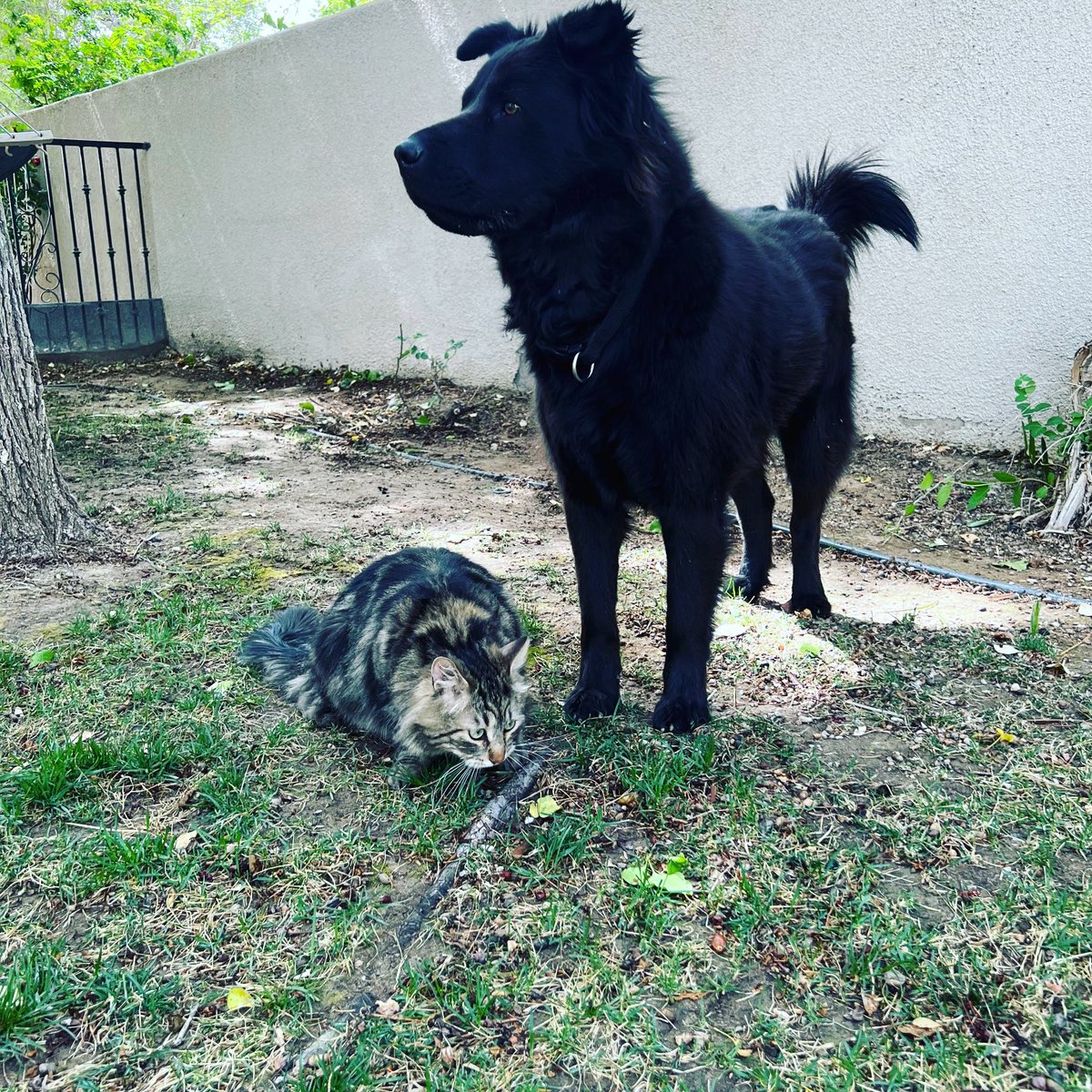 StephenEPearcy's tweet photo. You better believe the one they call BEAR is covering his brother Sir Charles rear. #brothers #bearthedog #sircharles https://t.co/JnBkm3FbS9