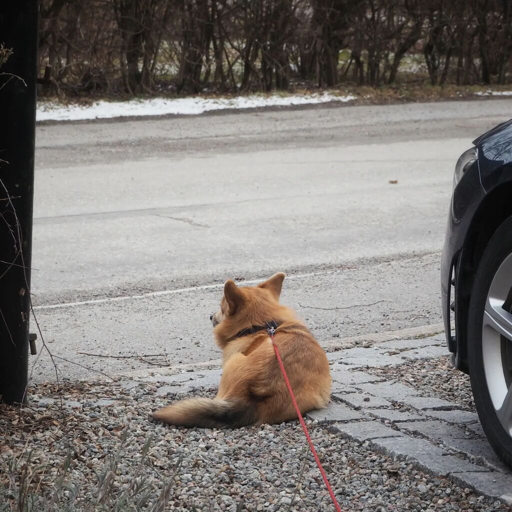 MatsEk's tweet image. Grannsamverkan mot brott medan husse dammsuger bilen.
#corgi #vakt #fritid #psykiatern instagr.am/p/CqQ69GMsuI6/