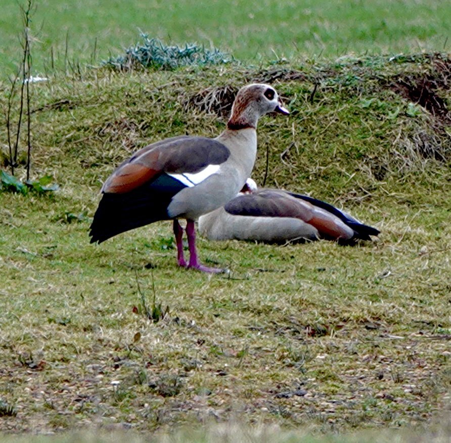 The funky looking Egyptian Goose, to me this is a Grey Lag on acid …
#goose #egyptian #egyptiangoose #riverbird #lakebirds #exoticgoose #greylag #greylaggoose #recentarrival #riverthames #dorchesteronthames #riverthame