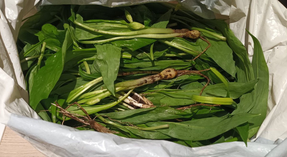 This afternoon we went to the local woods & found a load of wild garlic. It's a little early this year! We picked some for pesto & soup etc. We also mixed it with butter & lemon & stuffed tonight's roast chicken with it. I'm now stuffed with chicken, garlic, butter & lemon