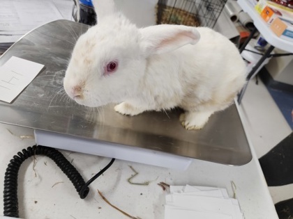 AdoptableBuns's tweet photo. Rabbit #141 is an adult Rex from #ClarksSummit, PA. https://t.co/cTXhxMFmtr https://t.co/NU7eT0vC6H