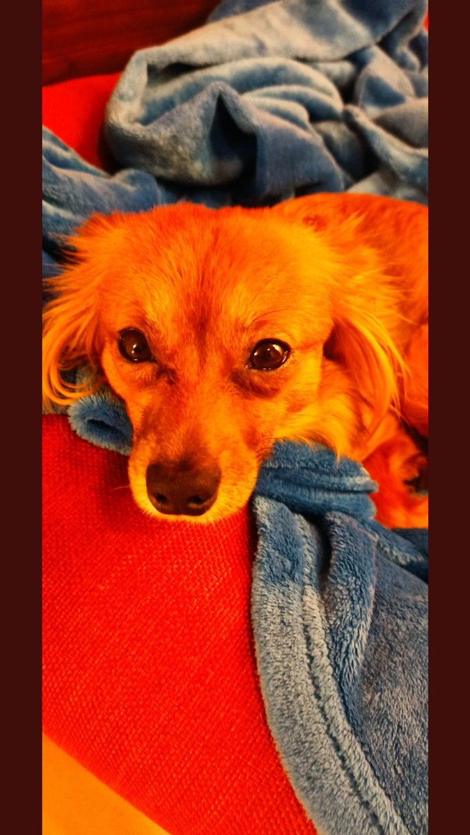 Emilystellaemi2's tweet photo. LA BELLISSIMA KIRA, GLI OCCHIETTI SI STANNO SISTEMANDO, ANCORA UN PICCOLO AIUTO DA PARTE NOSTRA E POI POTRÀ ESSERE FELICE https://t.co/e5YOZ7FaE3