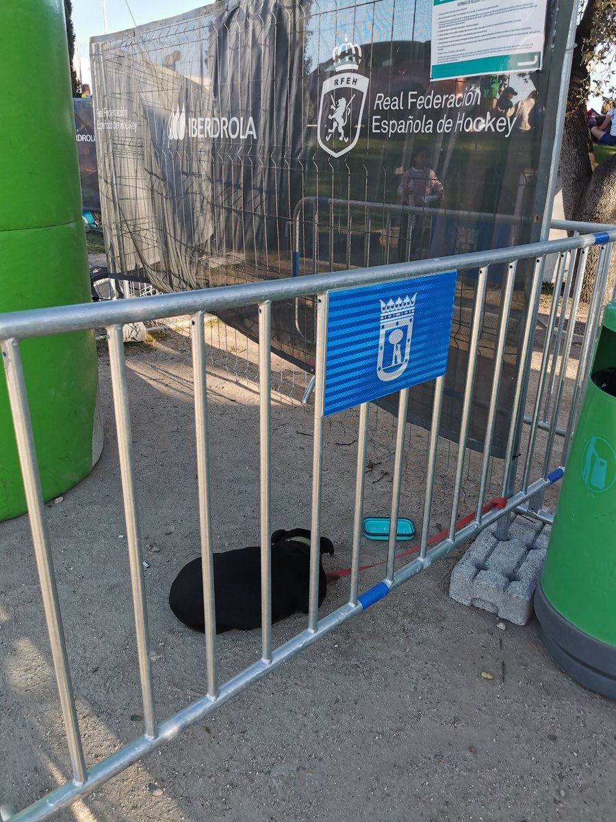 skaMusuak's tweet photo. Animales atados esperando a dueños en partidos de hockey horas... Patrocinado todo por @MADRID @rfe_hockey @iberdrola @LexusSpain... 👀👀👀👀@IgualdadAnimal @PartidoPACMA @PodemosCMadrid https://t.co/if5LIhcIYI