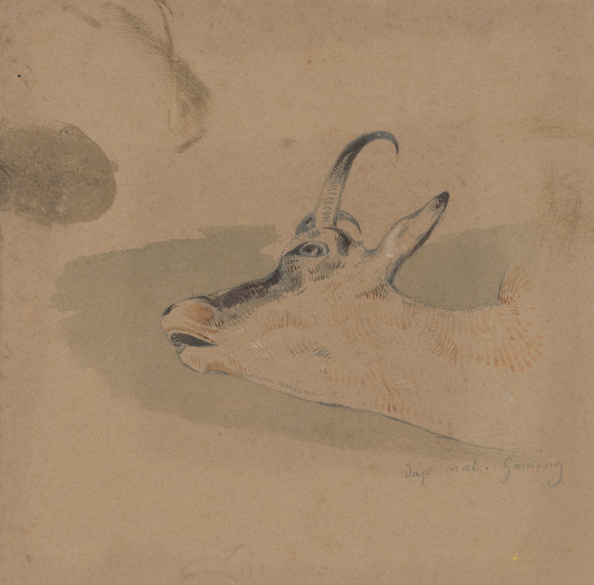 SlovakArt's tweet photo. Friedrich Carl von Scheidlin, Head Study of Mountain Goat, 1836 #snggallery #museumarchive https://t.co/vhRJ7dGF3t https://t.co/9FPES1xfIT