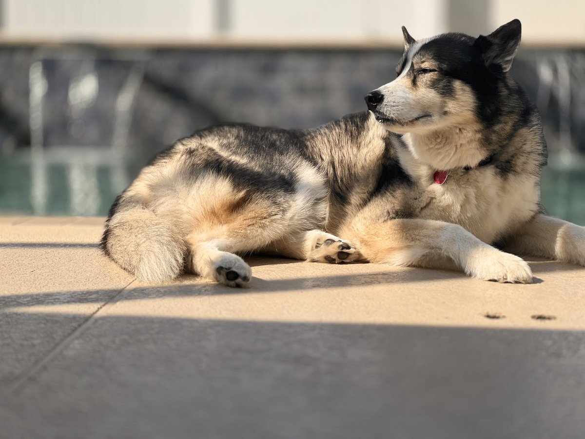 JasonEmbury's tweet photo. Home again finally, and it’s a good day for lounging by the pool. Even if you’re a husky. https://t.co/PkhaMkiu6N