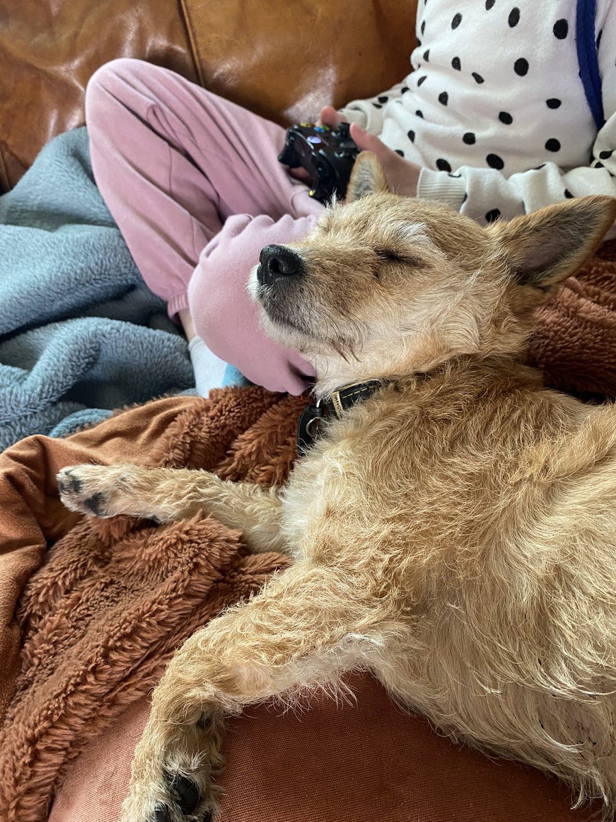 MrsMayJTHS's tweet photo. This weekend has mostly consisted of sofas, naps, Xbox (for the kids) and finishing my book. Don’t think the dog minded the slower pace either. https://t.co/1IXCz655ph