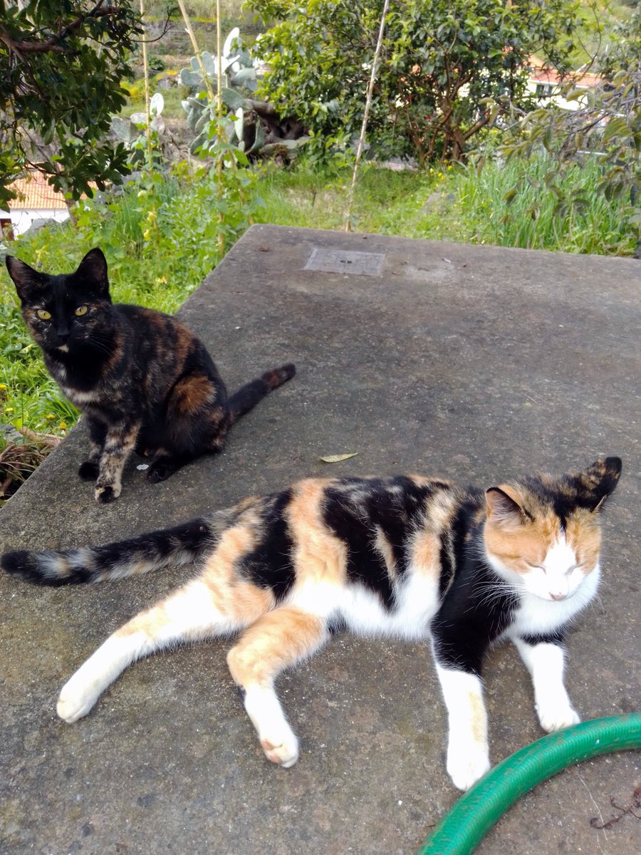 週末に6匹の猫に会いに行きました。🐈
なんとか2匹の猫の写真を撮ることができました。
猫は静かにでした。
リラックスしていました。😊

週末（しゅうまつ）
６匹（ろっぴき）
猫（ねこ）
会う（あう）
2匹（にひき）
写真（しゃしん）
撮る（とる）
静かに（しずかに）

#studying #japanese #diary