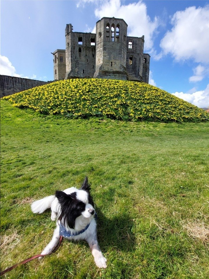andisheffer's tweet photo. Daffodil Hill #Warkworth #Spring #preciousmemories https://t.co/j8iL7DHNf6
