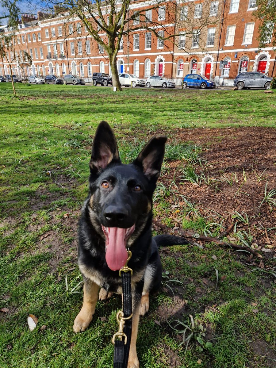 DC_PoliceDogs tweet picture