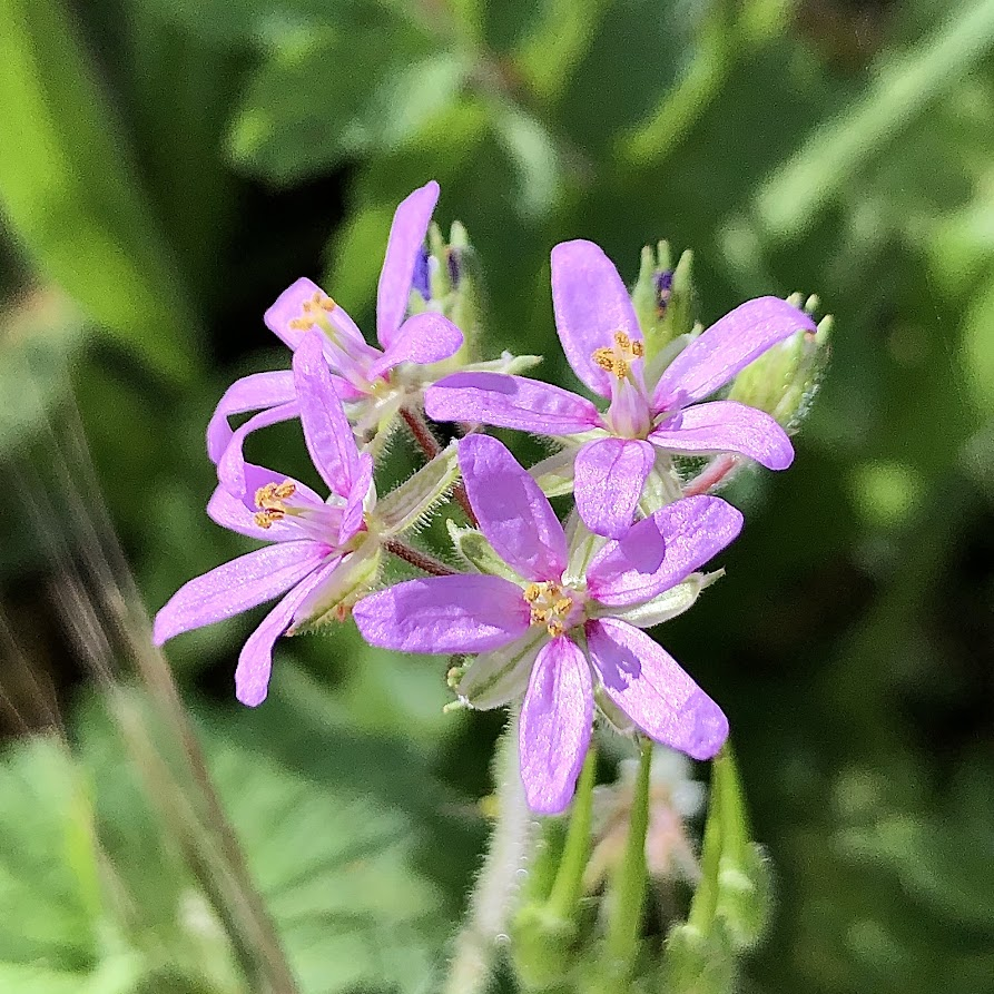 chozas_sergio's tweet photo. #spring has come!
#erodiummoschatum #bicodecegonha #almizclera #storksbill #urbanflora #urbanbiodiversity #lisbon #ruderalspecies https://t.co/mBUVFBSGdQ