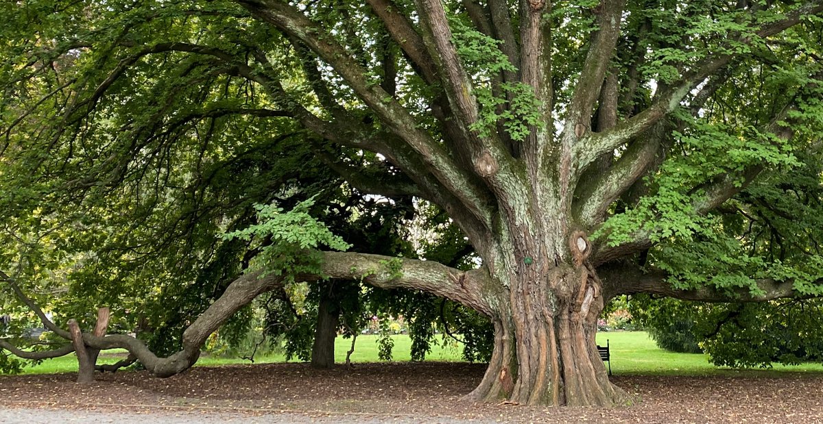 NZ Notable Trees tweet media