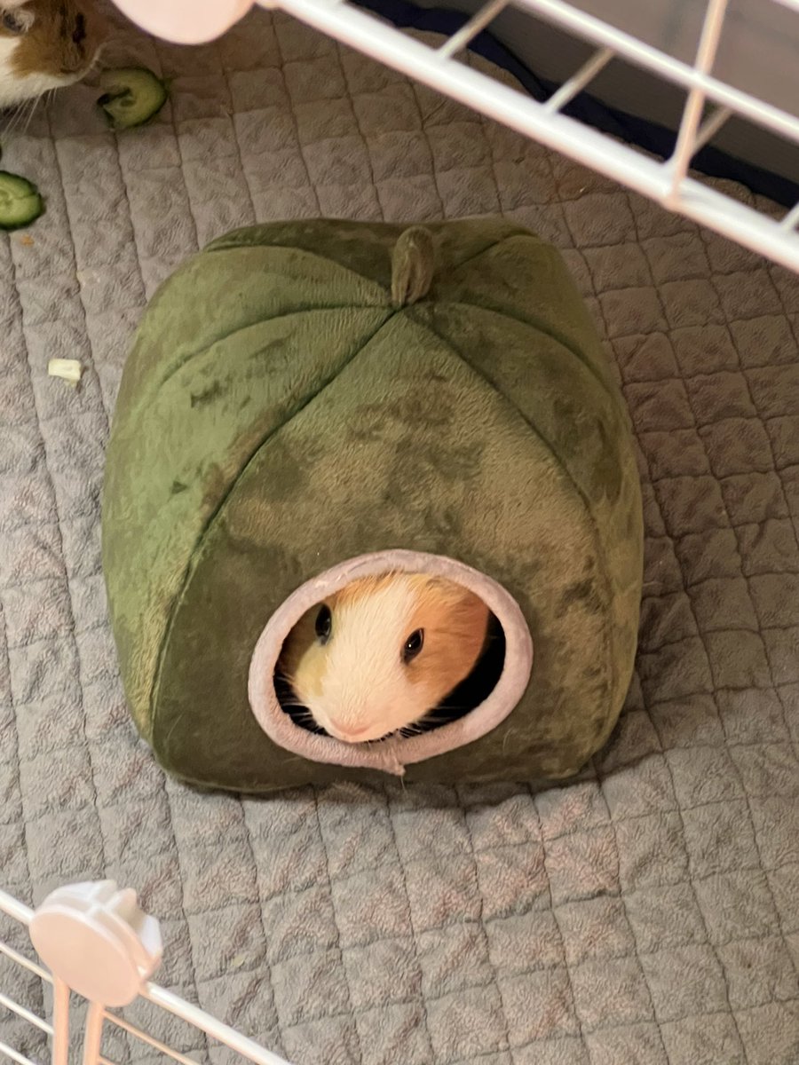 lucyspigs's tweet photo. Testing @SHEIN_Official pet beds✨
#guineapigs #guineapig https://t.co/EsJ9mjddnM