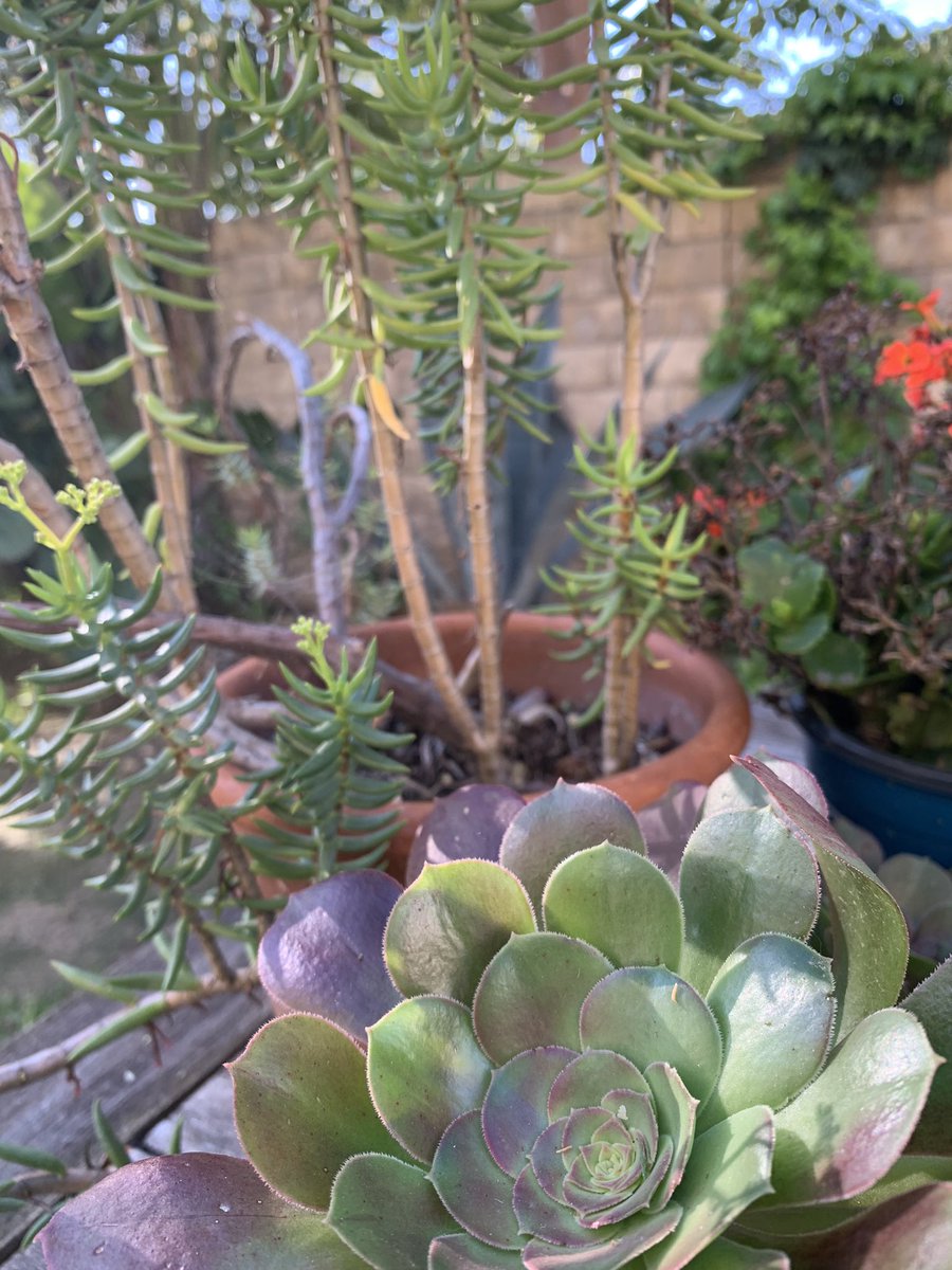 eddddin's tweet photo. making my return to twitter to share spring things🌿🌷🐰💖🌱☔️🧚🏼‍♀️✨ https://t.co/7cH814VOQt