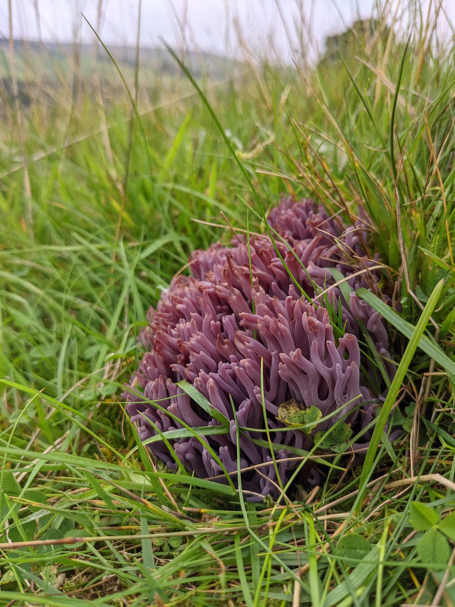 christophcuz's tweet photo. Really enjoyed #WildIsles so don’t want to be negative but would love to have seen some of our spectacular grassland #fungi get a mention in tonight’s episode. #CHEGD https://t.co/XFbPA7Iq1n