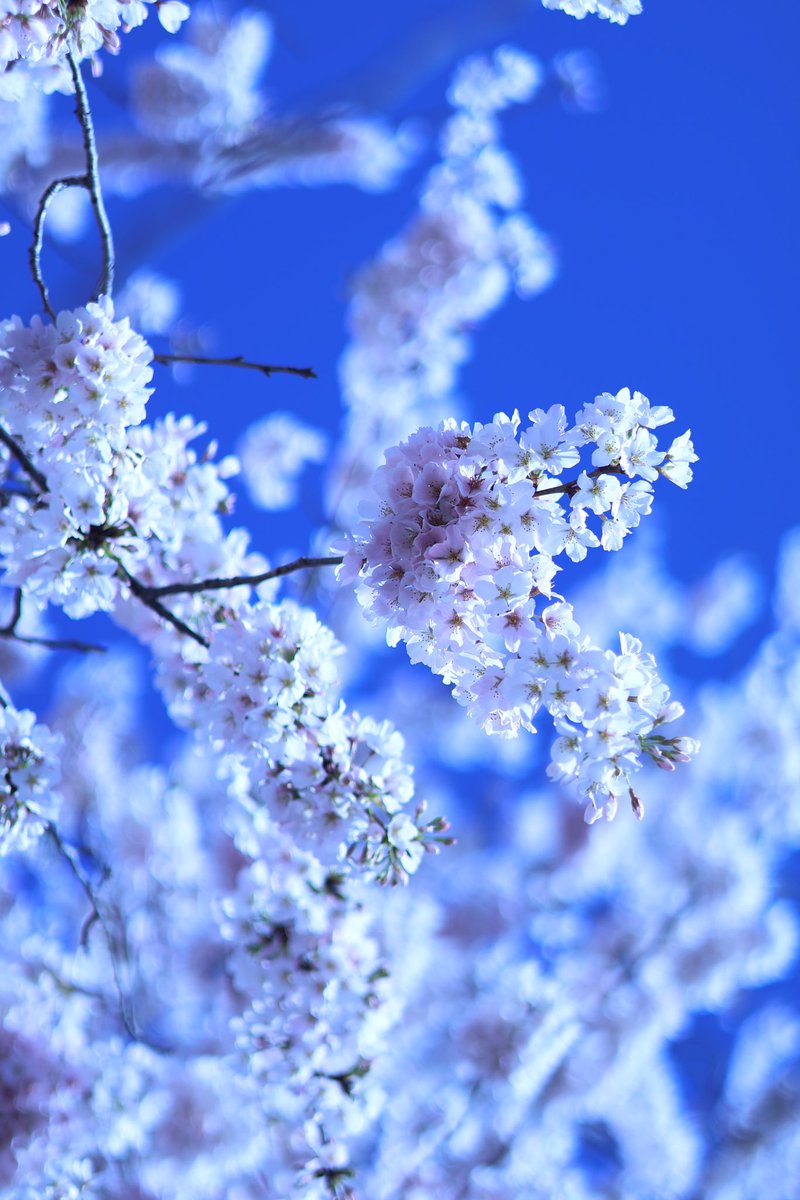 harrysages's tweet photo. GM friends! 
Cherry Blossoms are popping down at the Tidal Basin in DC!! https://t.co/s1U6FjcTzk