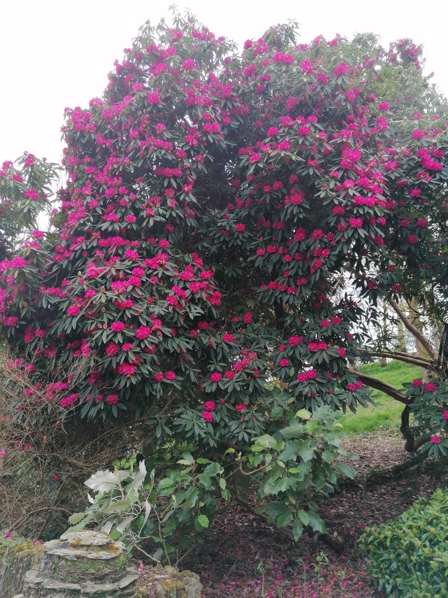 Exotic Earth Plants tweet media