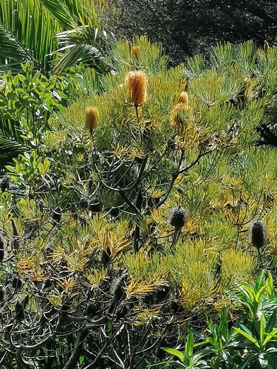 Exotic Earth Plants tweet media