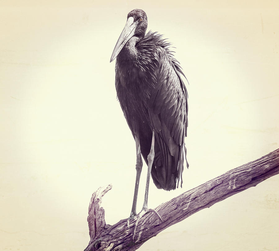 joancarroll's tweet photo. African Openbill Stork Botswana Africa! https://t.co/JOB7YEJ6nr #openbill #stork #bird #birdphotography #wildlifephotography #wildlife #sepia #highkey #travel #travelphotography #giftideas #artforsale @joancarroll https://t.co/7a9VYrNxlp