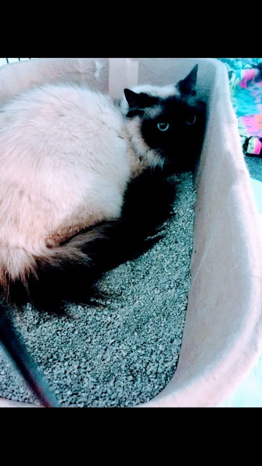 gandolf_s's tweet photo. Anyone for Lulu? She is very feral right now, but compassion, time, patience... can change that💔 Atlanta, GA, but can transport... https://t.co/pFnnyIRO6D