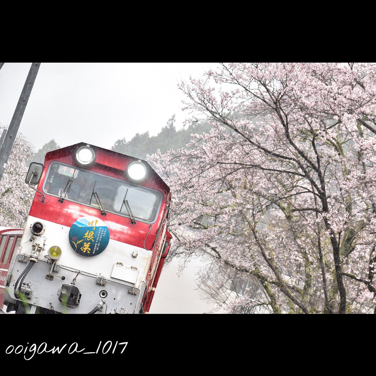 ooigawa1017's tweet photo. 満開の両国桜と山男
#大井川鐵道 #大井川鉄道 #DD20 #井川線 #南アルプスアプトライン #アプト式鉄道 #ディーゼル機関車 #春 #桜 #ソメイヨシノ #かわね桜まつり https://t.co/fZS3oaVsft