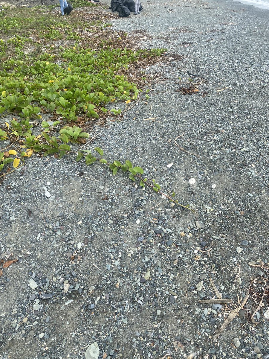 guardians_ja's tweet photo. It was also an eye opening experience as we have realized that it will take more than a small group of individuals to clean the coastline here in Morant Bay and it requires hands on support and work from community members, other NGOs and the government it self. https://t.co/924xQqblAR